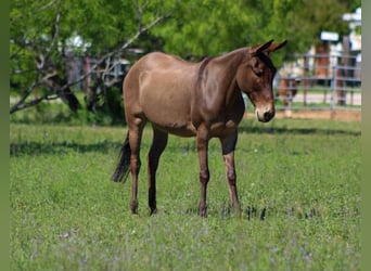 Mule, Mare, 8 years, 13 hh, Grullo