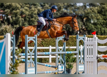 NRPS, Mare, 6 years, 17 hh, Brown