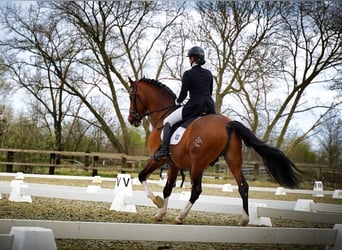 PRE, Stallion, 16 years, 16.3 hh, Bay