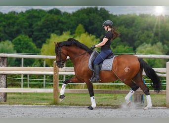 PRE, Stallion, 16 years, 16.3 hh, Bay