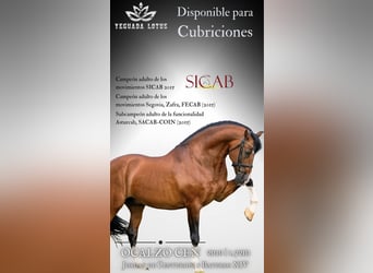 PRE, Stallion, 16 years, 16.3 hh, Bay