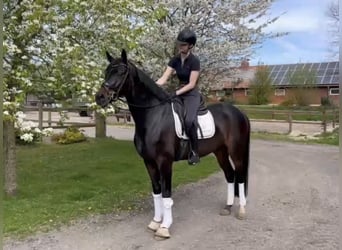 Oldenburg, Gelding, 5 years, 16.1 hh, Smoky-Black