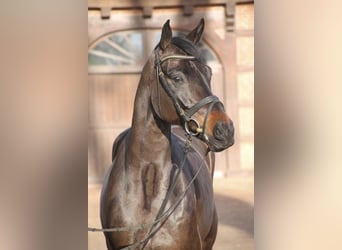 Oldenburg, Gelding, 5 years, 16.1 hh, Smoky-Black