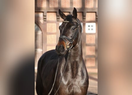Oldenburg, Gelding, 5 years, 16.1 hh, Smoky-Black