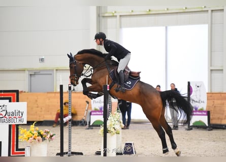 Oldenburg, Gelding, 5 years, 17 hh, Bay
