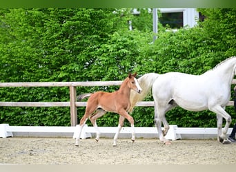 Oldenburg-International (OS), Stallion, Foal (03/2026), 16.2 hh, Brown