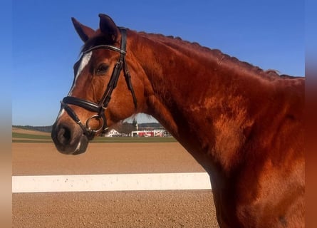 Oldenburg, Mare, 15 years, 17.1 hh, Chestnut-Red