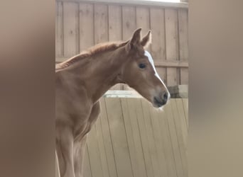 Oldenburg, Mare, Foal (05/2026), 16.2 hh, Chestnut-Red