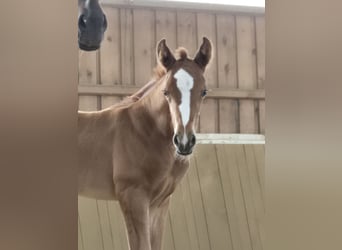 Oldenburg, Mare, Foal (05/2026), 16.2 hh, Chestnut-Red