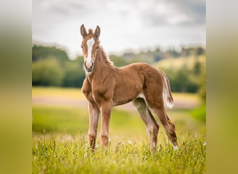 Oldenburg, Mare, Foal (05/2026), 16.2 hh, Chestnut-Red