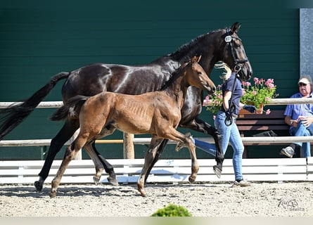Oldenburg, Stallion, 1 year, 16.2 hh