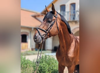 Oldenburg, Stallion, 12 years, 17.1 hh, Bay