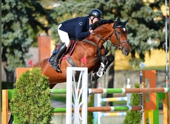 Oldenburg, Stallion, 12 years, 17.1 hh, Bay