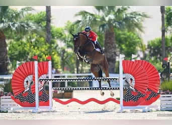 Oldenburg, Stallion, 12 years, 17.1 hh, Bay