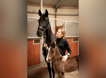 Oldenburg, Stallion, Foal (04/2026), 16.1 hh, Bay-Dark