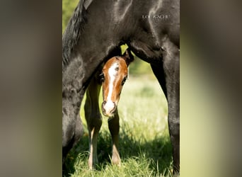 Oldenburg, Stallion, Foal (04/2026), 16.1 hh, Bay-Dark