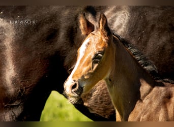 Oldenburg, Stallion, Foal (04/2026), 16.1 hh, Bay-Dark