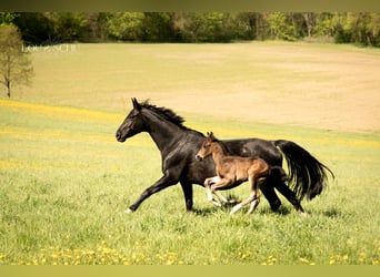 Oldenburg, Stallion, Foal (04/2026), 16.1 hh, Bay-Dark