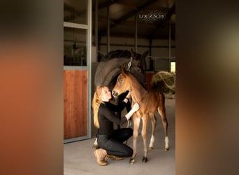 Oldenburg, Stallion, Foal (04/2026), 16.1 hh, Bay-Dark