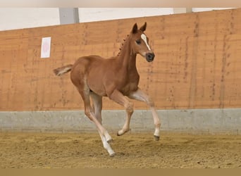 Oldenburg, Stallion, Foal (03/2026), 16.2 hh, Chestnut-Red