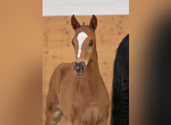 Oldenburg, Stallion, Foal (03/2026), 16.2 hh, Chestnut-Red