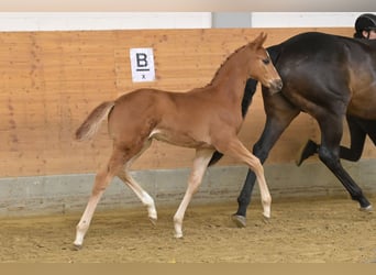 Oldenburg, Stallion, Foal (03/2026), 16.2 hh, Chestnut-Red