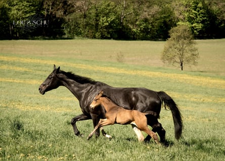 Oldenburg, Stallion, Foal (04/2026), 17 hh, Buckskin