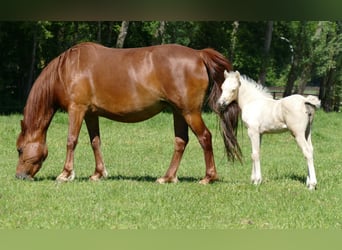 Other Breeds, Mare, Foal (04/2026), 13.1 hh, Palomino
