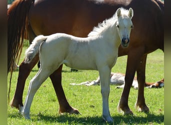 Other Breeds, Mare, Foal (04/2026), 13.1 hh, Palomino