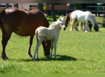Other Breeds, Mare, Foal (04/2026), 13.1 hh, Palomino