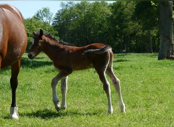 Other Breeds, Stallion, Foal (04/2026), 14.1 hh, Brown