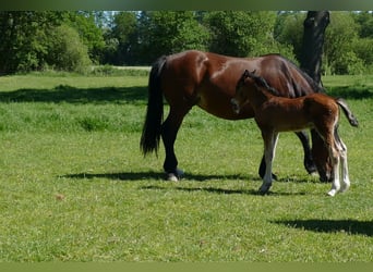 Other Breeds, Stallion, Foal (04/2026), 14.1 hh, Brown