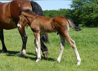 Other Breeds, Stallion, Foal (04/2026), 14.1 hh, Brown