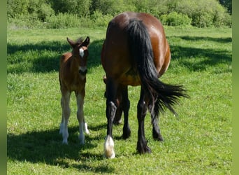 Other Breeds, Stallion, Foal (04/2026), 14.1 hh, Brown