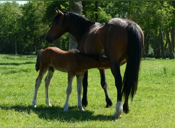 Other Breeds, Stallion, Foal (04/2026), 14.1 hh, Brown