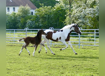 Other Warmbloods, Mare, Foal (03/2026), 16.1 hh, Brown