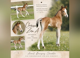 Other Warmbloods, Mare, Foal (04/2026), 16.1 hh, Brown