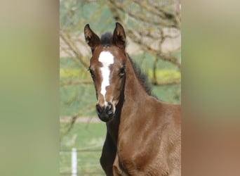 Other Warmbloods, Mare, Foal (04/2026), 16.2 hh, Brown