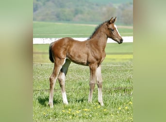 Other Warmbloods, Mare, Foal (04/2026), 16.2 hh, Brown