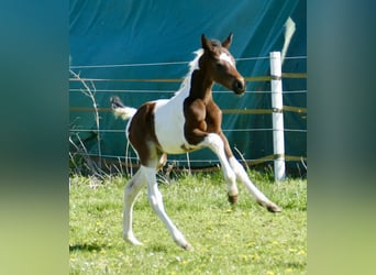 Other Warmbloods, Stallion, Foal (03/2026), 16.2 hh, Pinto