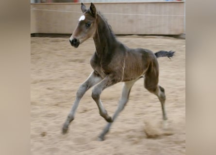 Other Warmbloods, Stallion, Foal (03/2026), 16.2 hh, Smoky-Black