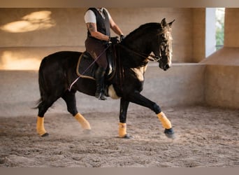 PRE, Gelding, 5 years, 16.3 hh, Grey-Dark-Tan
