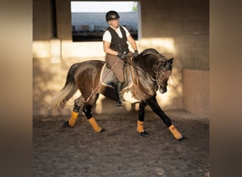 PRE, Gelding, 5 years, 16.3 hh, Grey-Dark-Tan