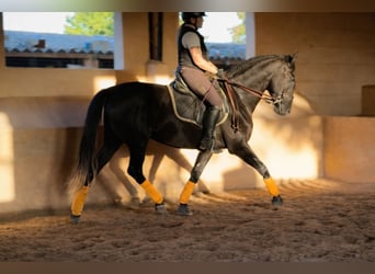 PRE, Gelding, 5 years, 16.3 hh, Grey-Dark-Tan