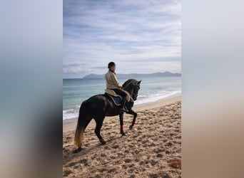 PRE, Gelding, 5 years, 16.3 hh, Grey-Dark-Tan