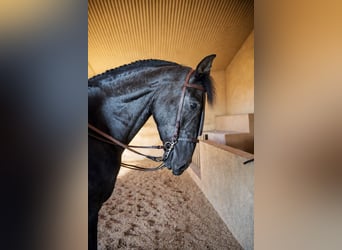 PRE, Gelding, 5 years, 16.3 hh, Grey-Dark-Tan