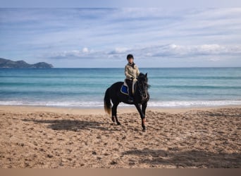 PRE, Gelding, 5 years, 16.3 hh, Grey-Dark-Tan