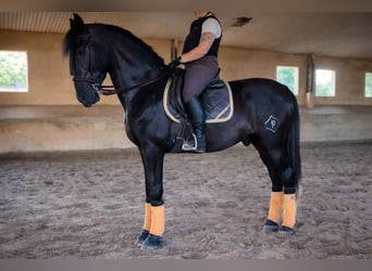 PRE, Gelding, 5 years, 16.3 hh, Grey-Dark-Tan