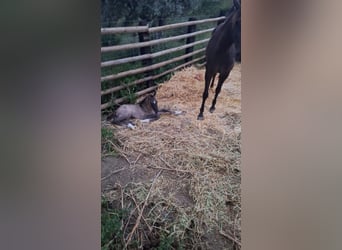 PRE Mix, Stallion, 1 year, 16.1 hh, Buckskin