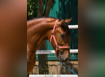 PRE Mix, Stallion, 3 years, 15.1 hh, Brown